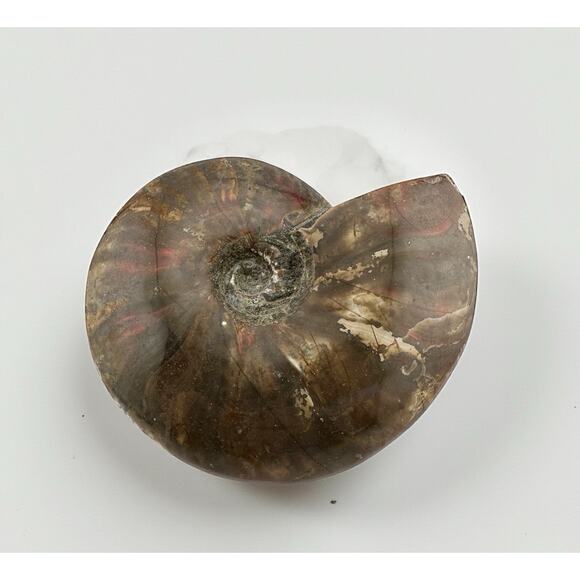 Ammonite Red Opalized Iridescent Flash 5